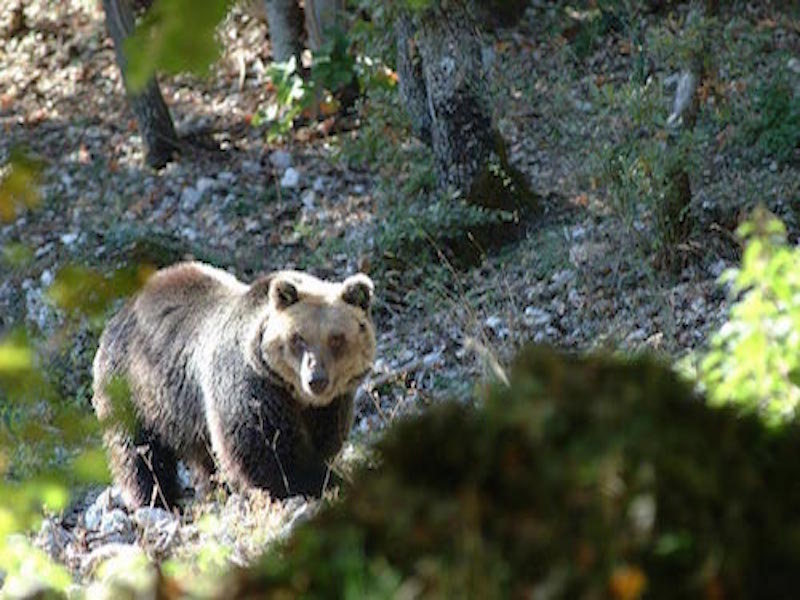 Villavallelonga, il Museo dell’Orso